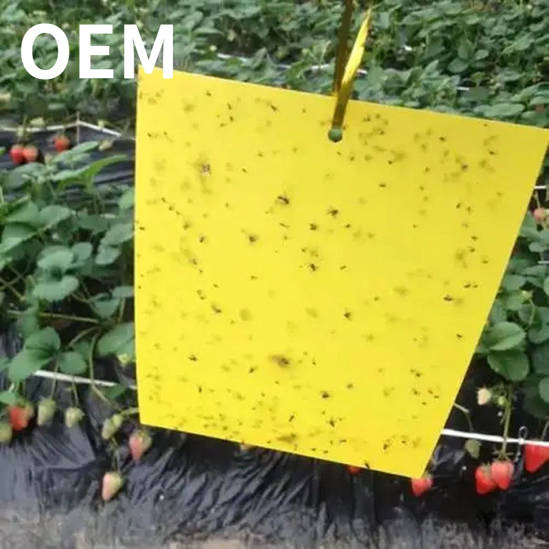 Factory Wholesale Outdoor Product Mosquitoes Killer Yellow Square Sticky Fly Glue Trap