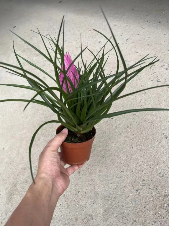 Tillandsia Cyanea Linden Ex K. Koch Flower Real Plant Bonsai Seedling with Pot Wholesale/Supplier