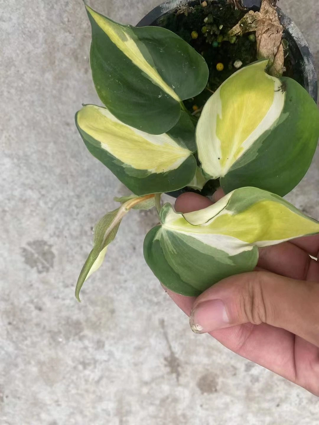 Philodendron Hederaceum Nata Splash Plantas Real