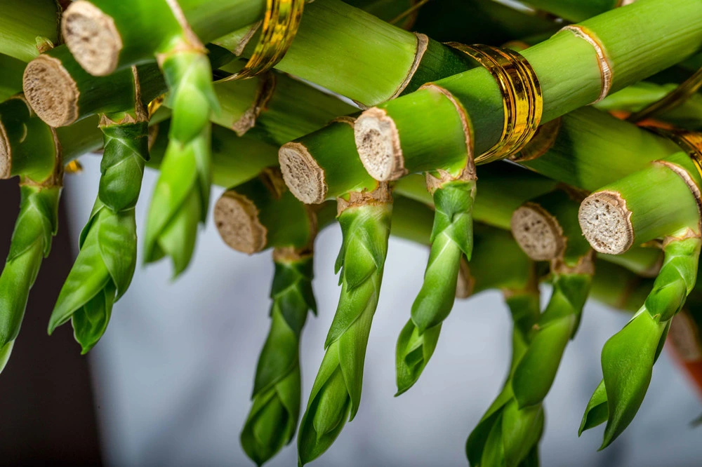 Dracaena sanderiana forma pirámide plantas de bambú Lucky al por mayor