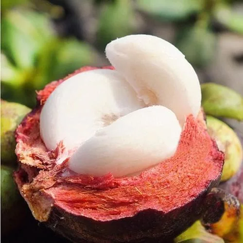 Factory Price 10%~40% Mangostin Mangosteen Extract CAS 6147-11-1