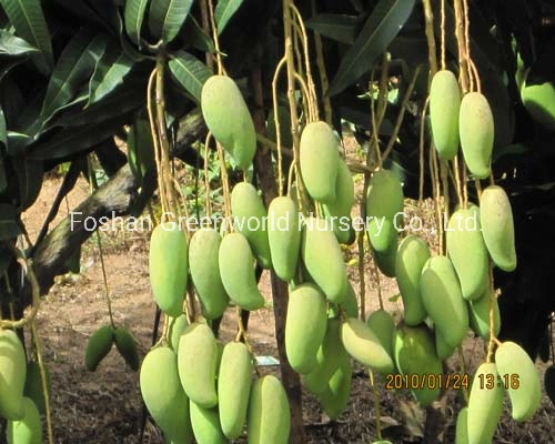 Mangifera indica Mango Tree fabricant de la Chine