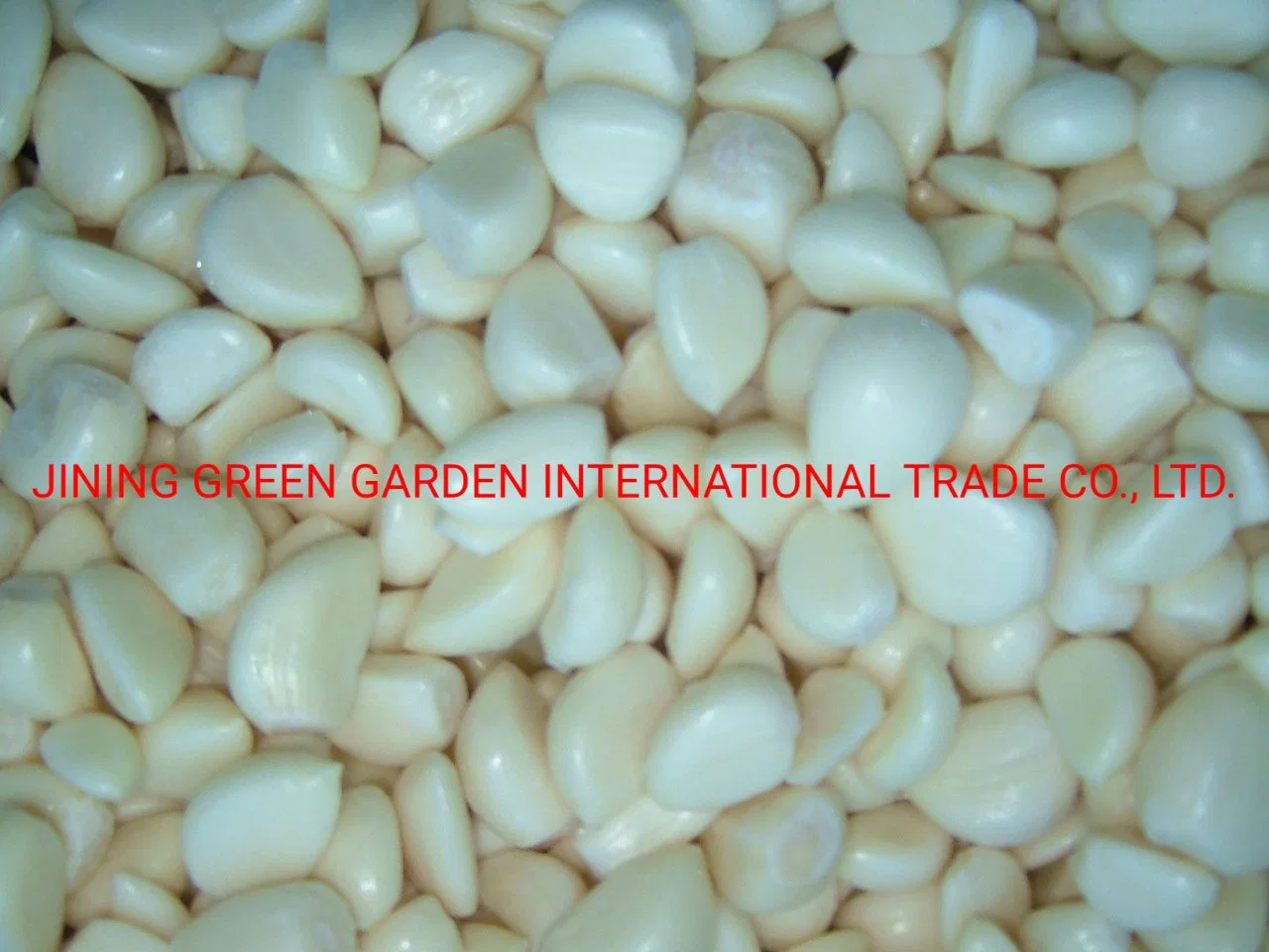Frozen IQF Fresh Peeled Garlic Cloves with Best Price for Wholesale From China Supplier