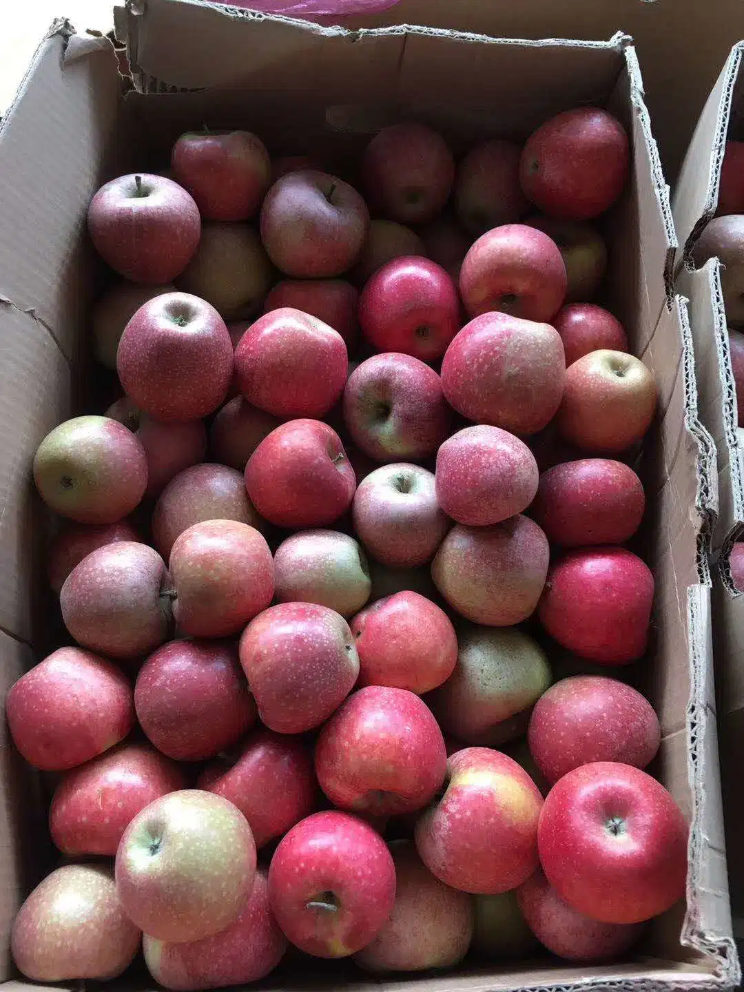 Fresh Red Huaniu/Golden Delicious/Gala/Qinguan/ FUJI Apple