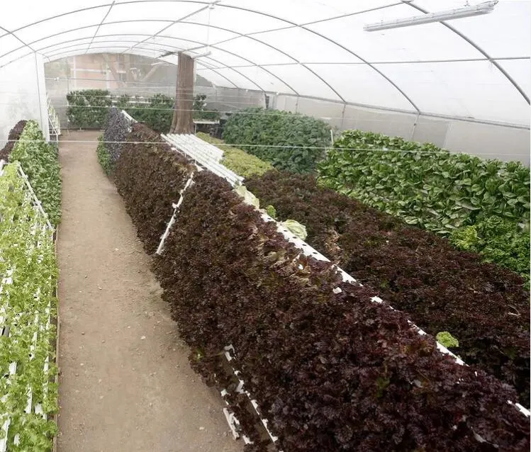 Indoor verticale des systèmes de culture hydroponique Nft de plus en plus de légumes pour la plantation d'accueil