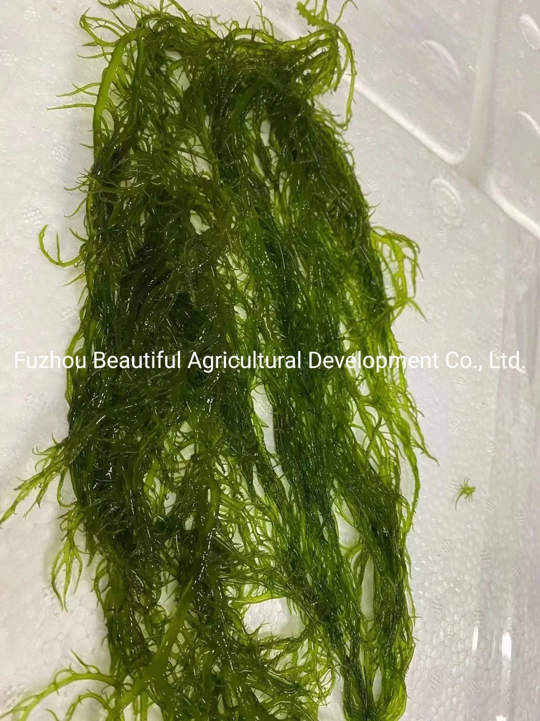 High Quality Red Gracilaria Seaweed