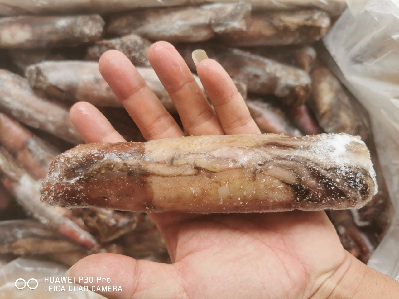 South China Sea Catching Bulk Frozen Black Squid Supplier