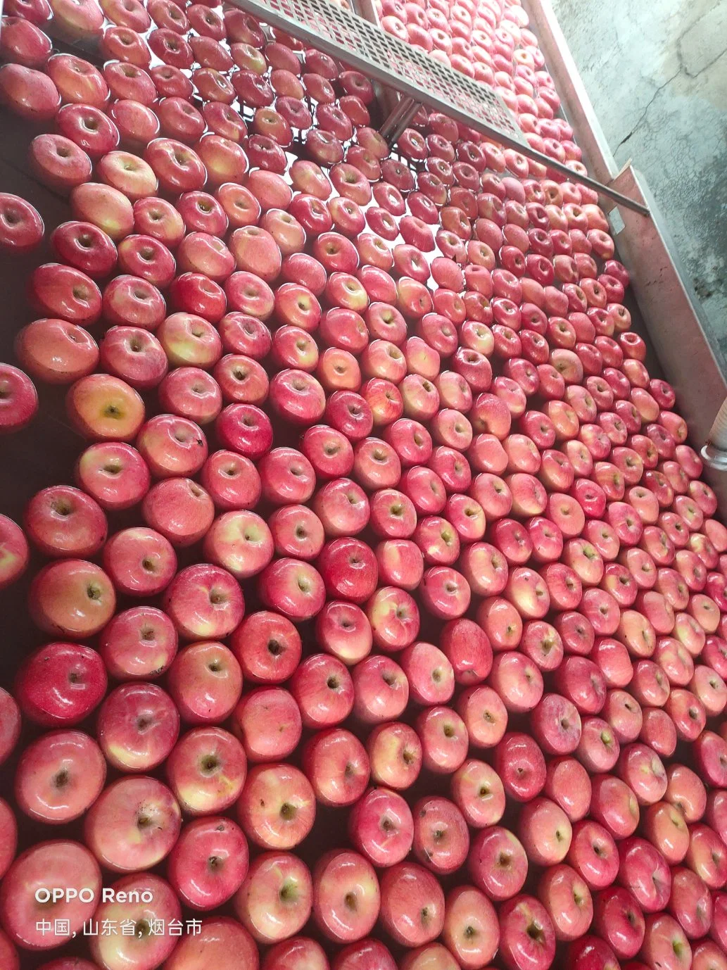 China Fresh Red Huaniu/Golden Delicious/Gala/Qinguan/ FUJI Apple