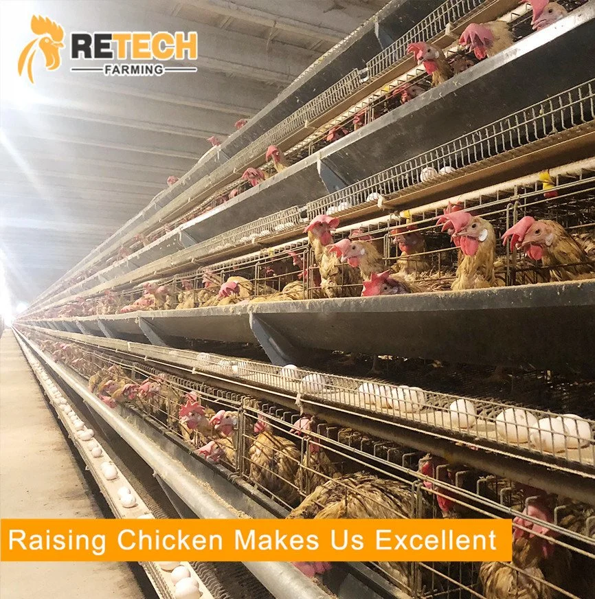 Best Sale Egg Poultry Farm Chicken Cage Equipment Layer Cages in south Africa