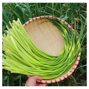 Organic New Crop Vegetable Frozen Young Green Garlic Sprouts Shoot