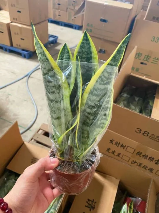 Hot Selling High quality/High cost performance  Sansevieria Dracaena Trifasciata Snake Plants for Sale