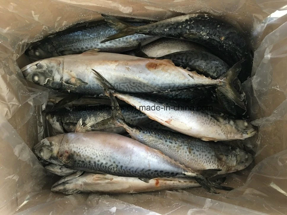 New Caught Frozen Pacific Mackerel