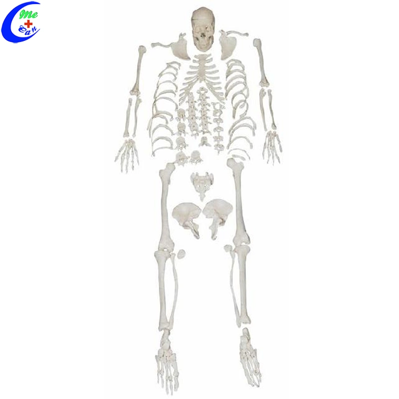 Human Torso Skeleton Anatomy Model