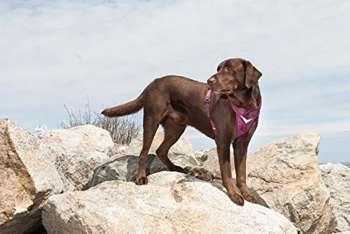 Alquiler de arnés para perros cumple con alquiler de ingeniería de seguridad Recomiendo caminar con arnés acolchado ajustable con cuello en V Diseño