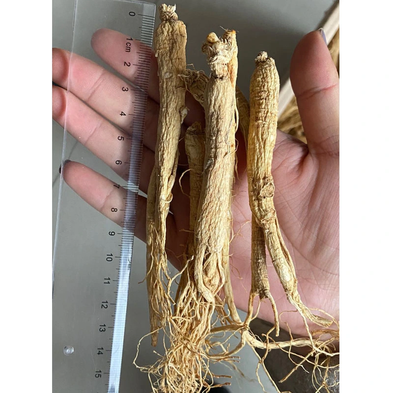 Ren Shen Natural Chinese Herbs Small Size Dried Ginseng Root