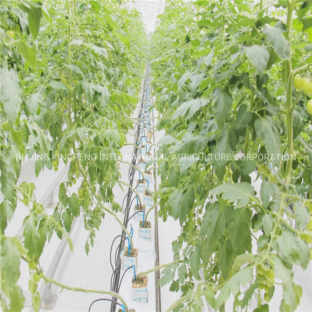 Polycarbonat-Blatt Gewächshaus-Hydrokultur-System für Tomaten / Gurke