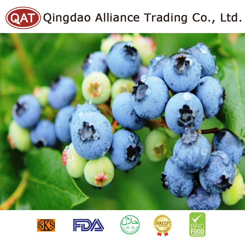 IQF cultivado congelado Blueberry preço grau a