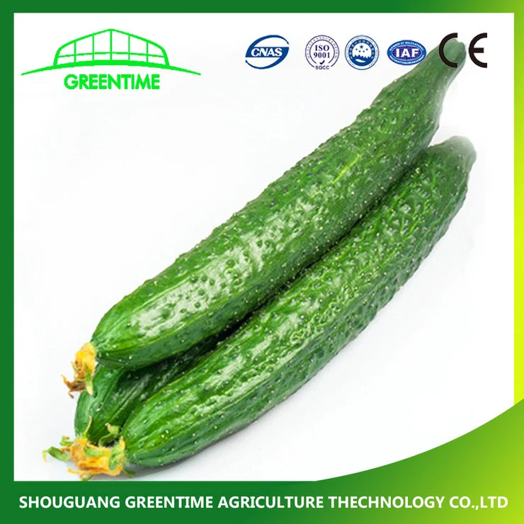 New Crop All Kinds Cucumber Seeds for Selling in China