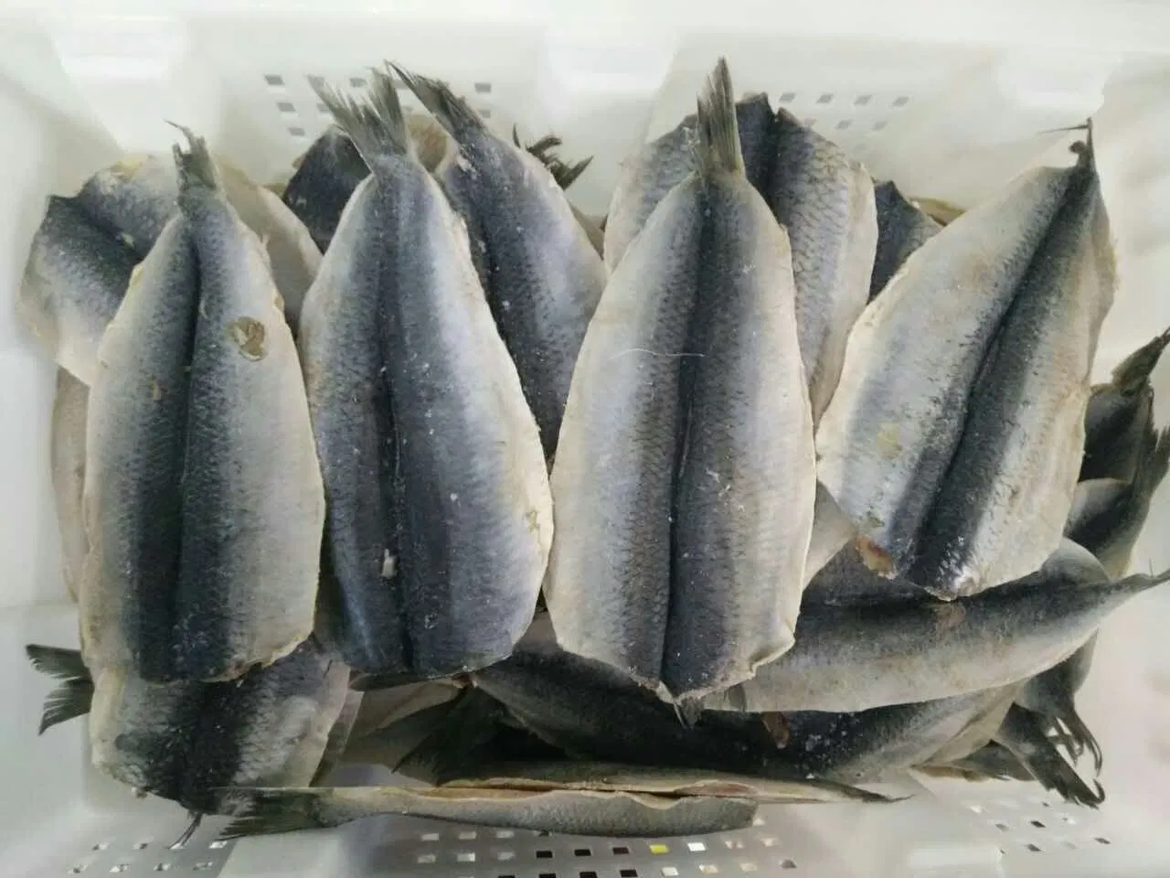 Frozen Herring Fillet, Skin on