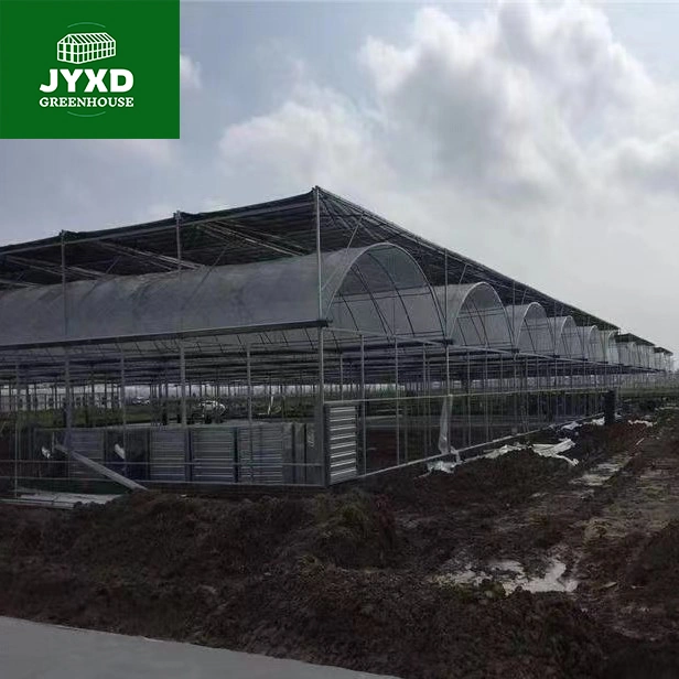 Modern Agriculture Plastic Film Multi-Span Greenhouse for Vegetables/Fruits/Flowers/Tomato/Cucumber/Strawberry