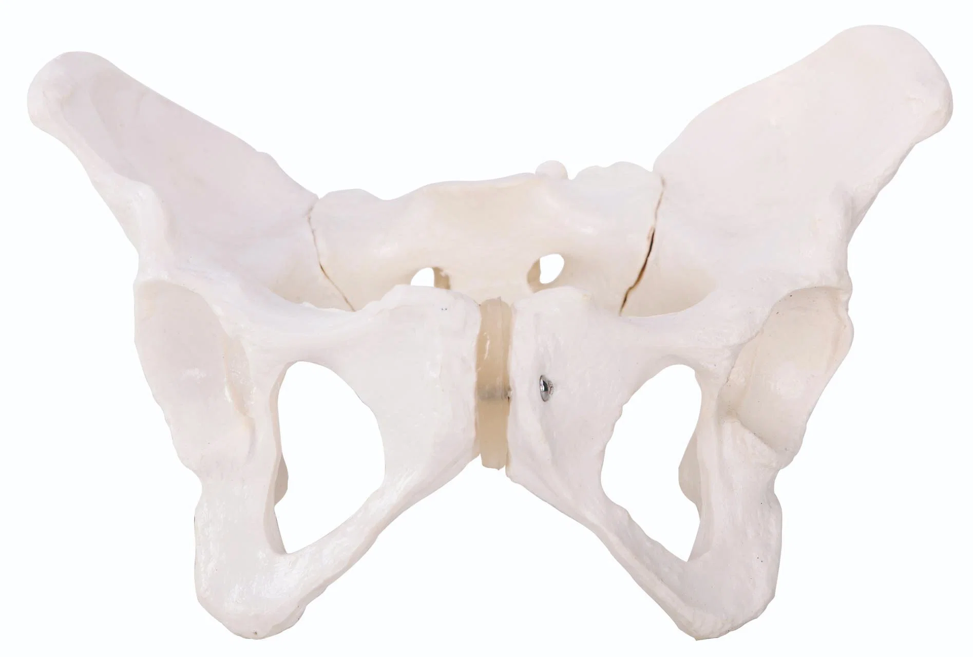 Orthocare Medical Teaching Models Teaching Anatomical Model Adult Female Pelvis Rounded Shape