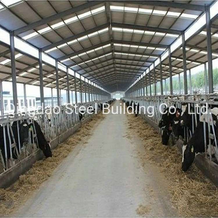 Low Cost Livestock Equipment Prefab/Prefabricated Gavanized Steel Structure Cow House