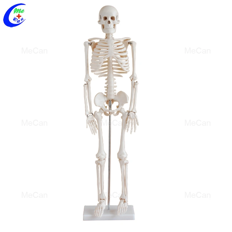 O OEM 180cm Mecan PVC Anatomia do Ensino de Ciências Médicas 85cm modelo Esqueleto humano