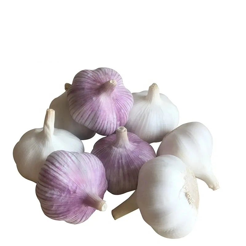 Fresh Garlic/White Garlic/Red Garlic/Purple Garlic