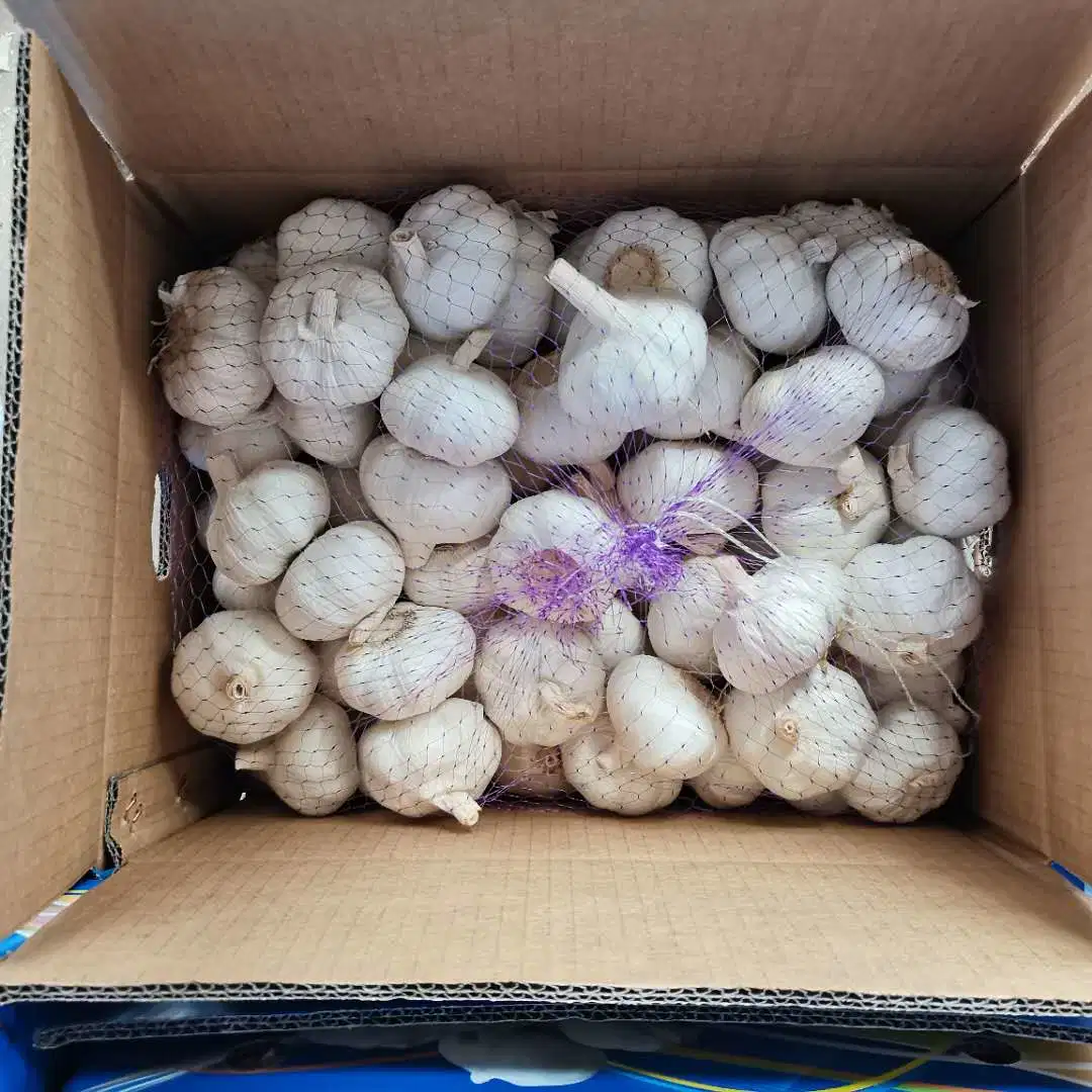 Chinesische Frischen Knoblauch Neue Ernte 2023