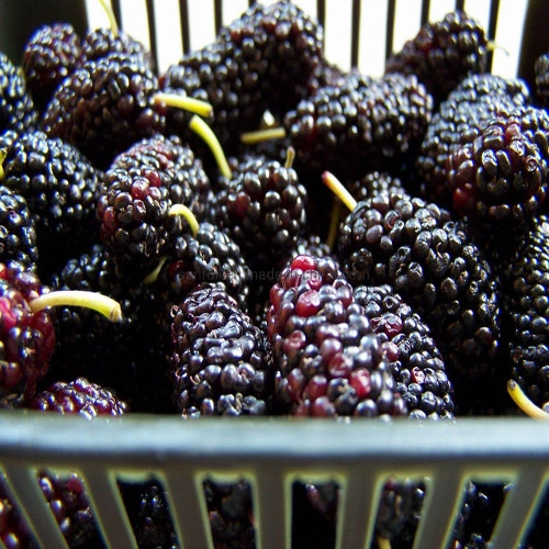 Alimentação de fábrica Mulberry frutas em pó com 20% Anthocyanidins