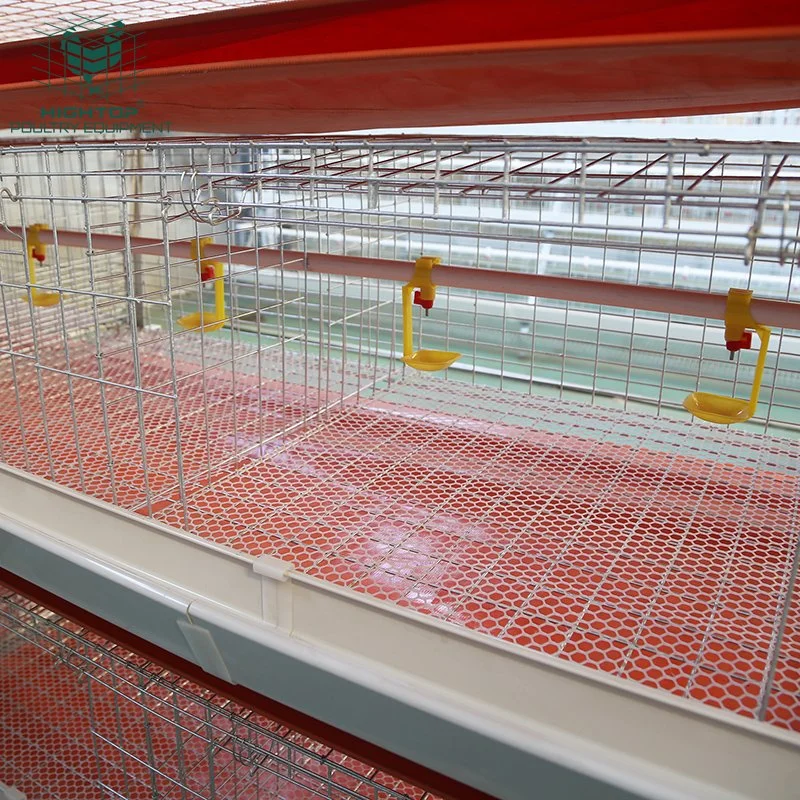 Équipement de ferme avicole pour les cages à poulets de chair.