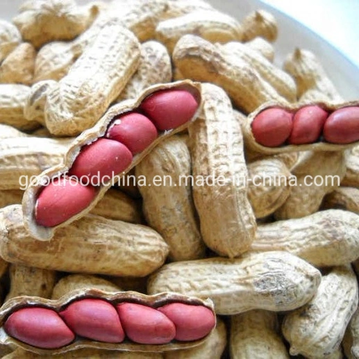 Raw Peanuts Sold in Beloved Shells