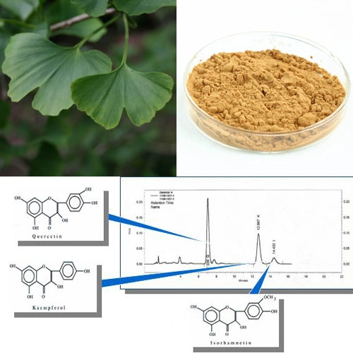 Extracto de Ginkgo Biloba tienda a granel para proteger los vasos sanguíneos de la salud