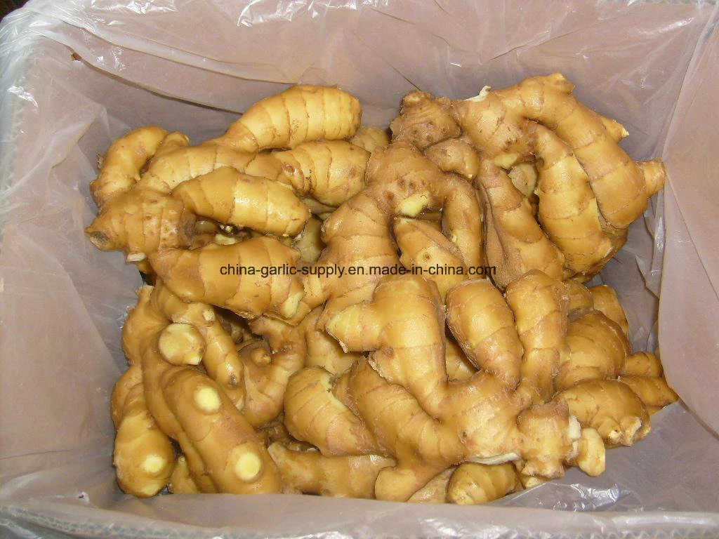 Chinese Shandong Anqiu Products Fresh Fat Air-Dried Dry Ginger Buyer