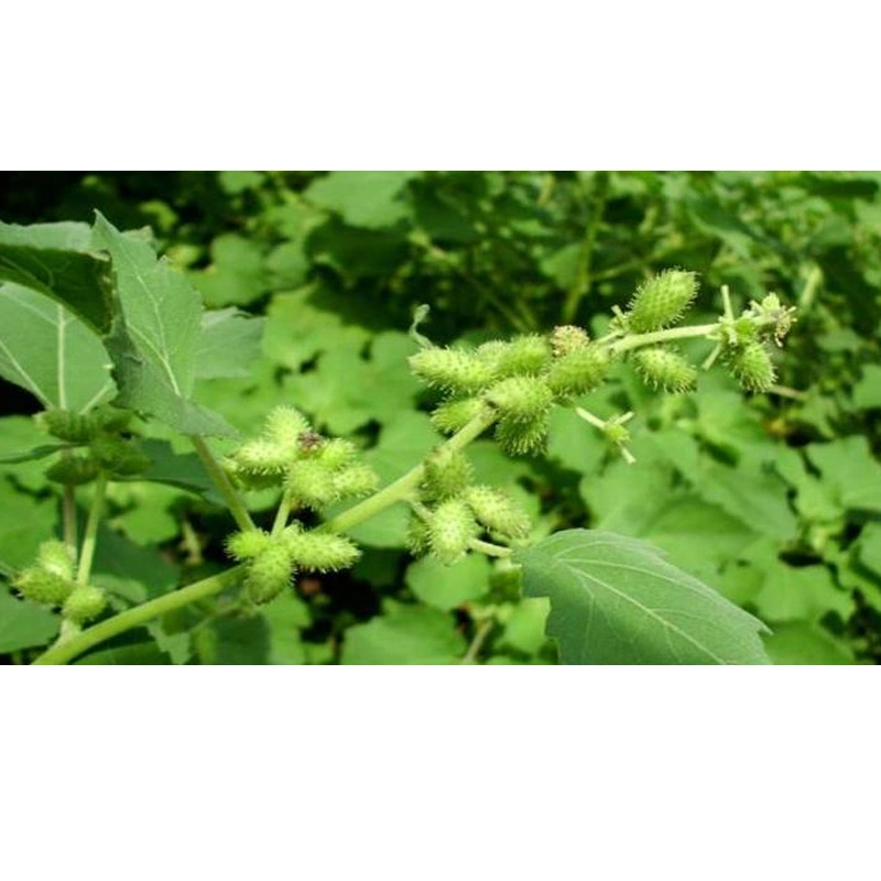Siberian Cocklebur Fruit Extract/Xanthium Sibiricum 10: 1 30: 1 50: 1 Powder