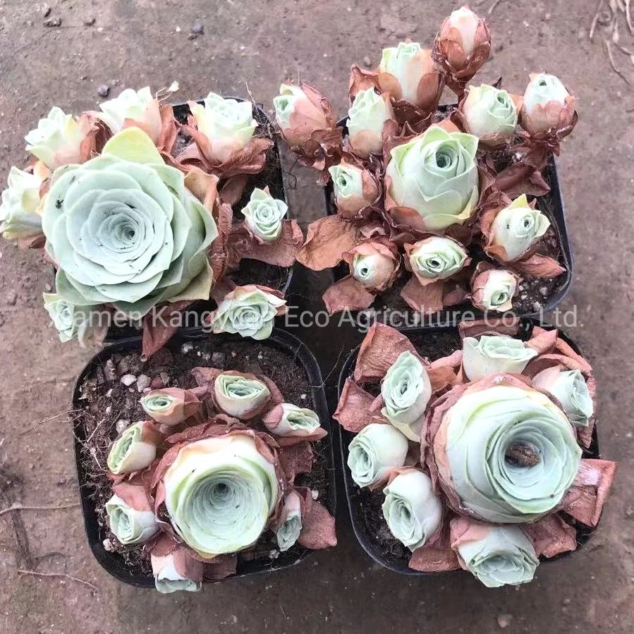 Mountain Rose Greenovia Succulent Plants