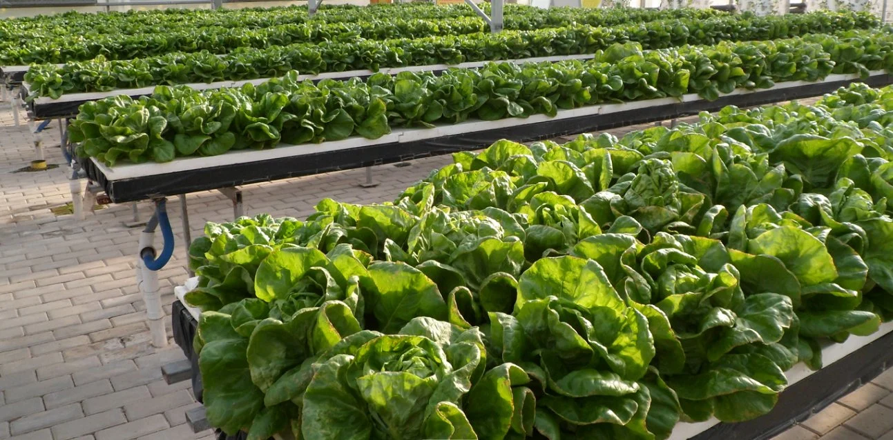 Floating Foam Board Hydroponics Planting System for Leafty Vegetables