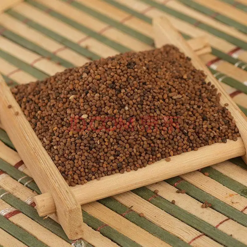 Factory Price Cuscutae Semen Tu Si Zi Chinese Dodder Seed