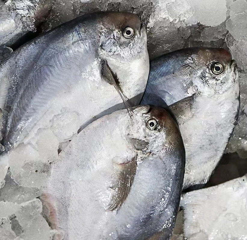 Frozen Silver Pomfret Fish, Whole Round