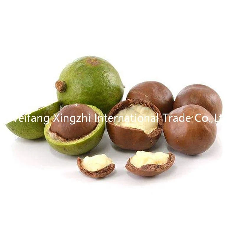 Chinese Low Price Roasted Macadamia Nuts for Wholesale