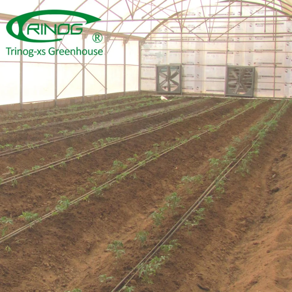High tech commercial used greenhouse for lettuce hydroponics