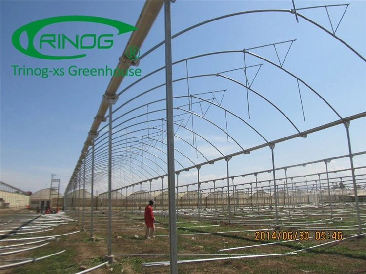 Hot DIP Galvanized Steel Frame Structure Multi-Span Cultivation Hydroponics System Film Greenhouse
