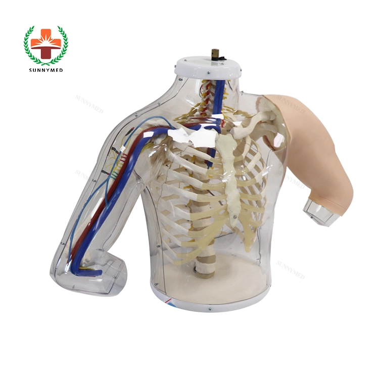 Upper Arm Intramuscular Injection Medical Model for Nursing Training