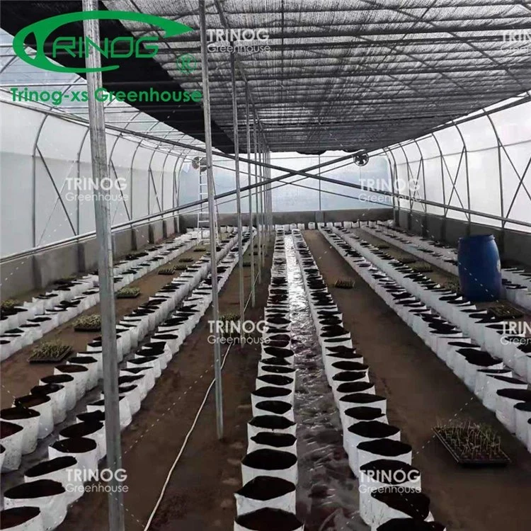 Tamanho grande preço de fábrica de tubos de aço galvanizado Multi-span agrícolas Estufa de filme com boa qualidade