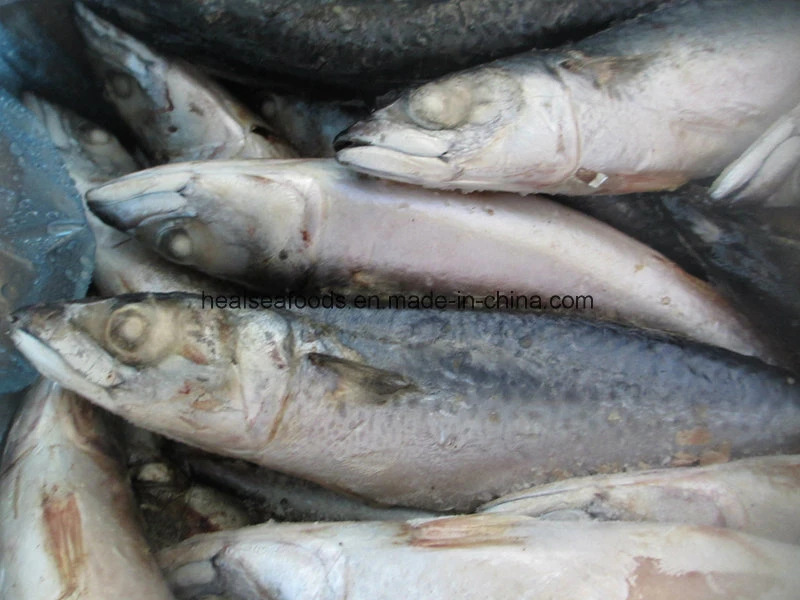 Gutted and Tailed Mackerel (HGT mackerel)