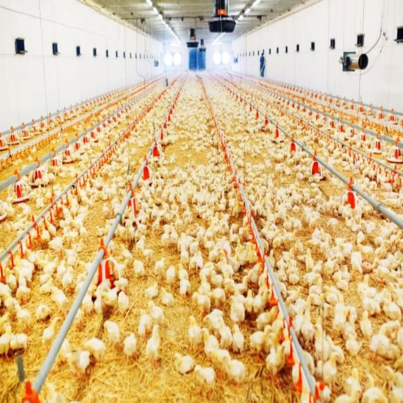 Günstige Vorgefertigte Pre Engineering Stahl Struktur Chicken Farm Geflügel Haus