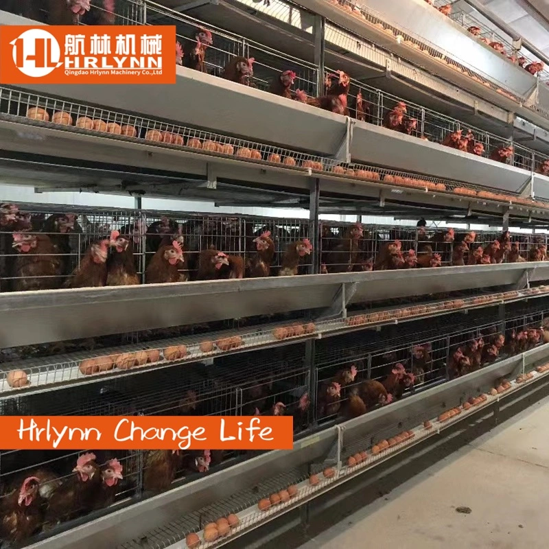 Automatic Layers Chicken Cage with Feeding Machine Egg Collection Machine