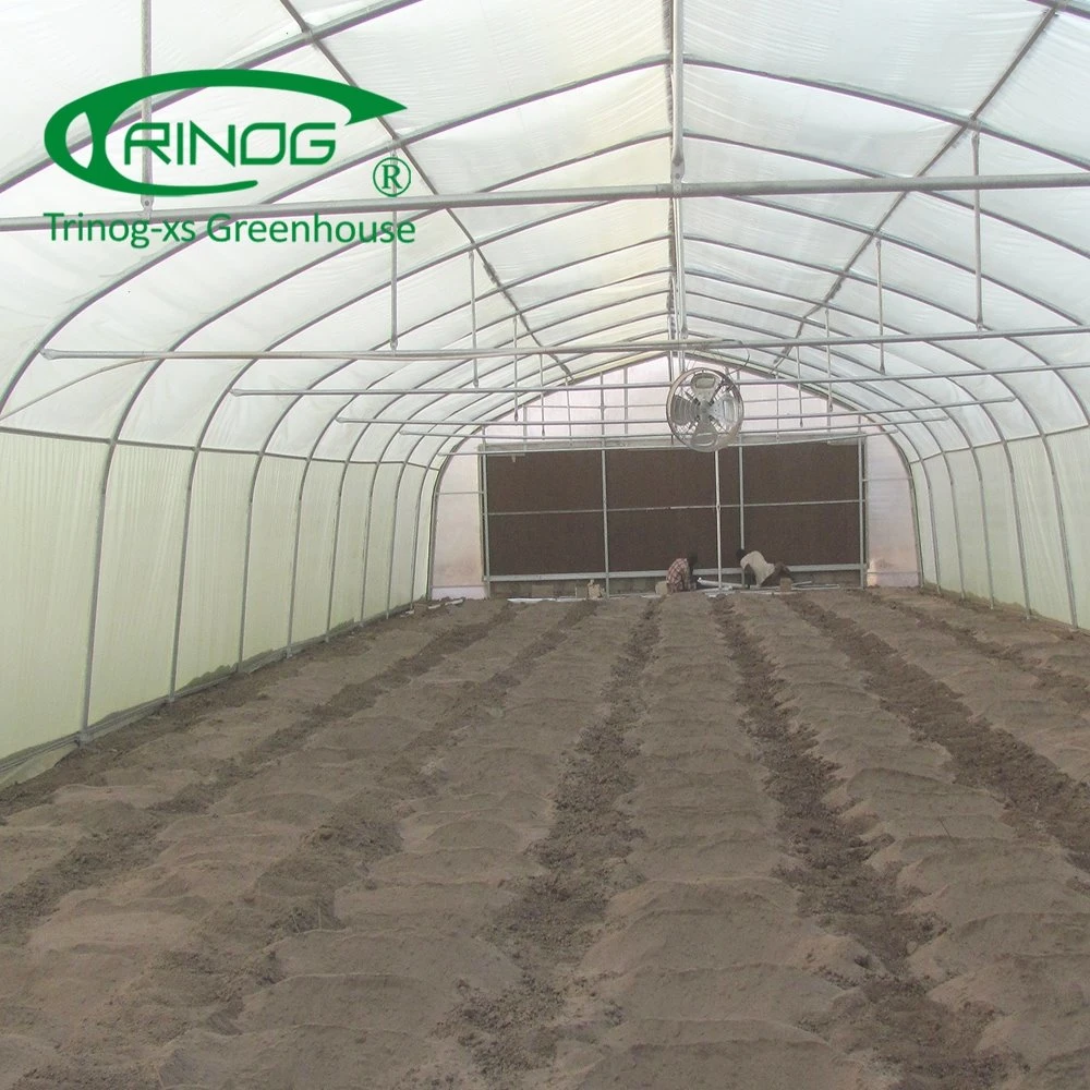 Large Single Span Film Agriculture Greenhouse