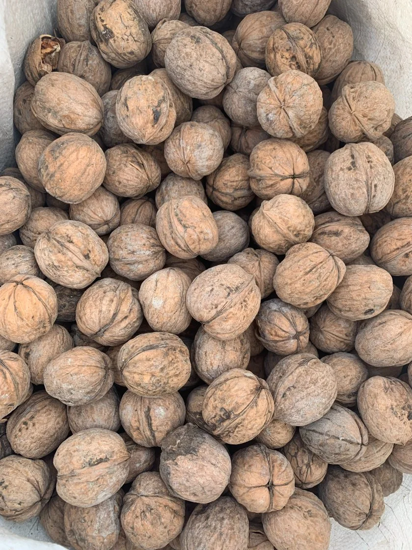 Wholesale/Supplier Bulk China Walnut in Shell 2022 New Crop