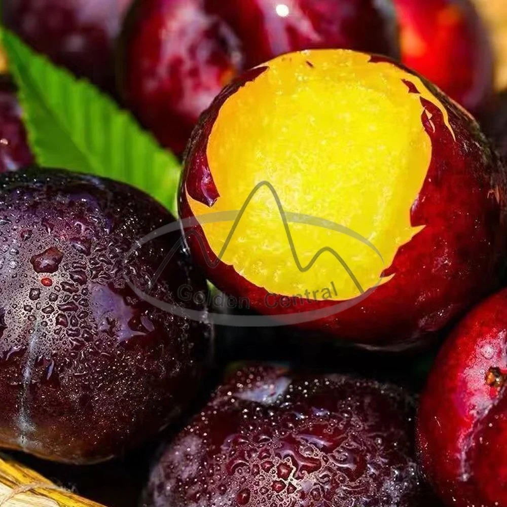 Origem de Plum orgânico tipo frutas frescas de Plum da China para Venda de fruta fresca de ameixa preta